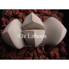 Lapidaria margaretae - Seed